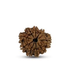 9 mukhi 9 Seeds Rudraksha