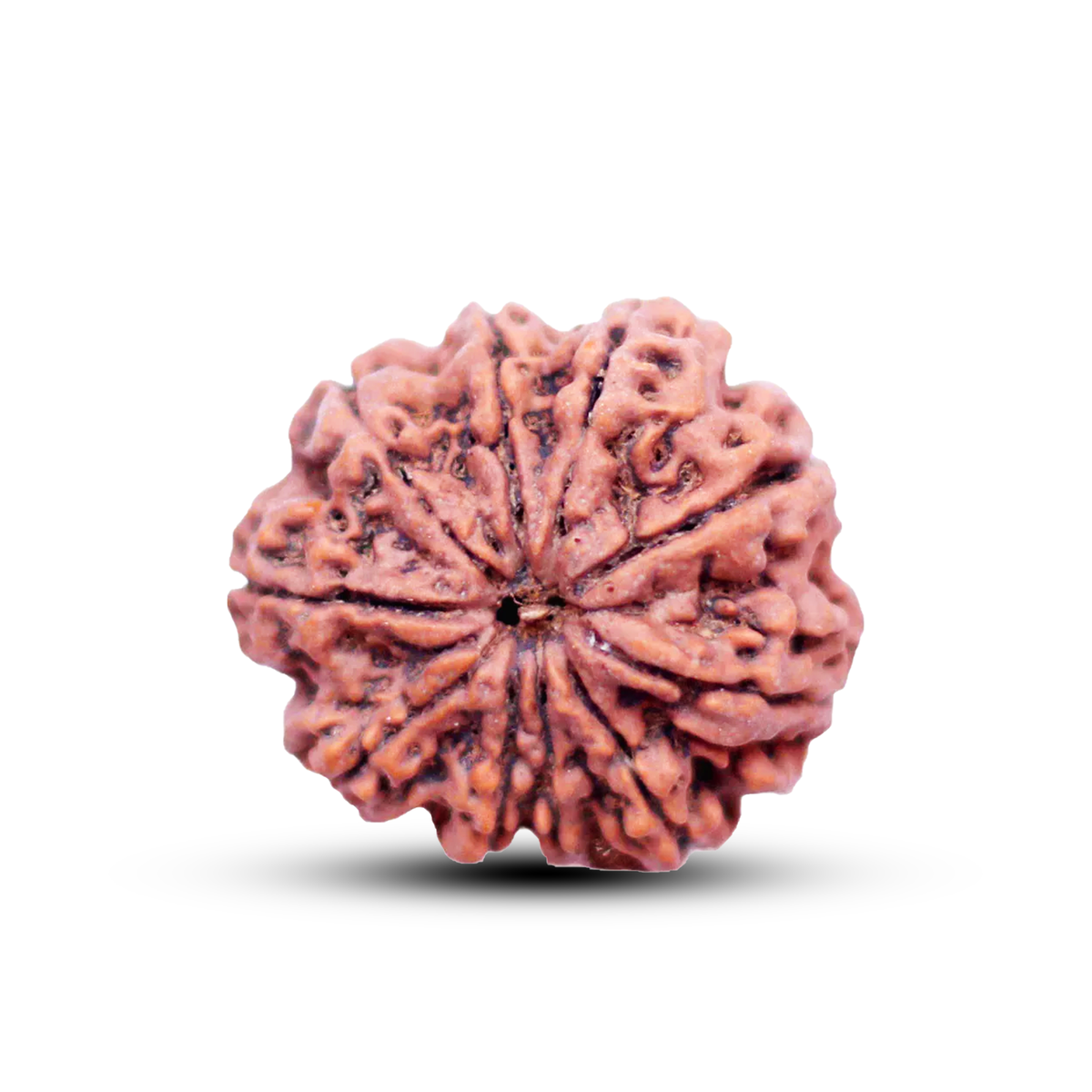 10 Mukhi Rudraksha (Nepali) - Medium