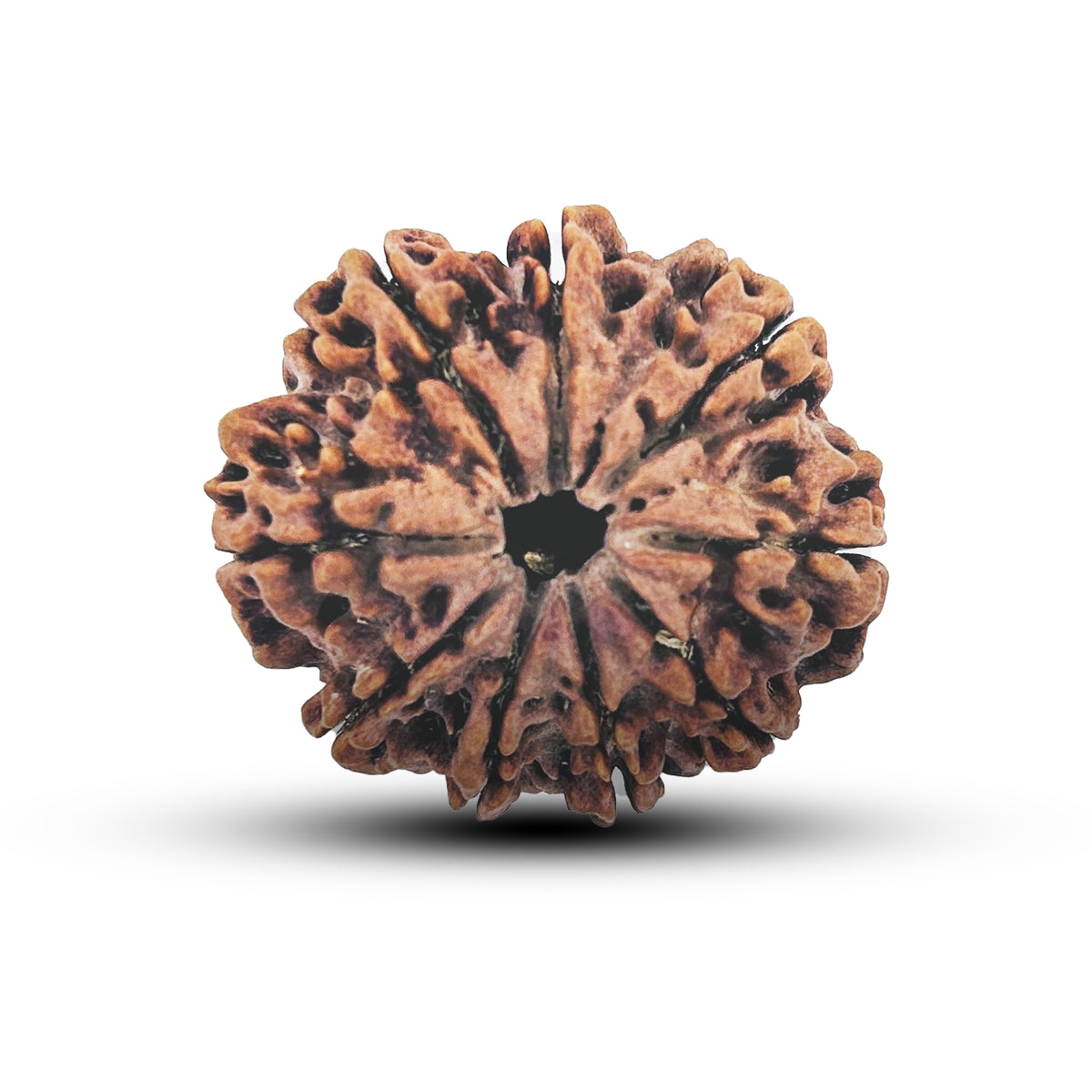 9 Mukhi Rudraksha (Nepali) - Super Collector