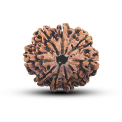 9 Mukhi Rudraksha (Nepali) - Super Collector