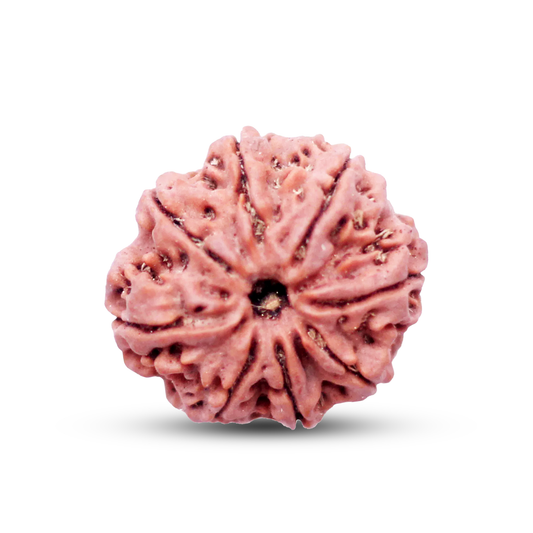 8 Mukhi Rudraksha (Nepali) - Collector