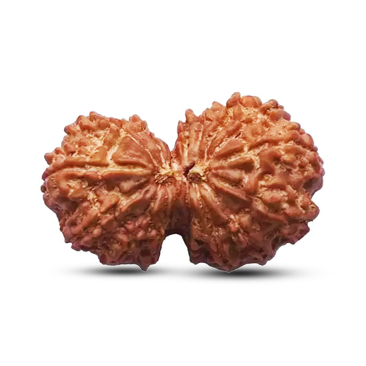 Natural 16 Mukhi Rudraksha (Nepali) - Gaurishankar