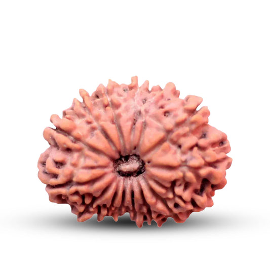 15 Mukhi Rudraksha (Nepali) - Medium