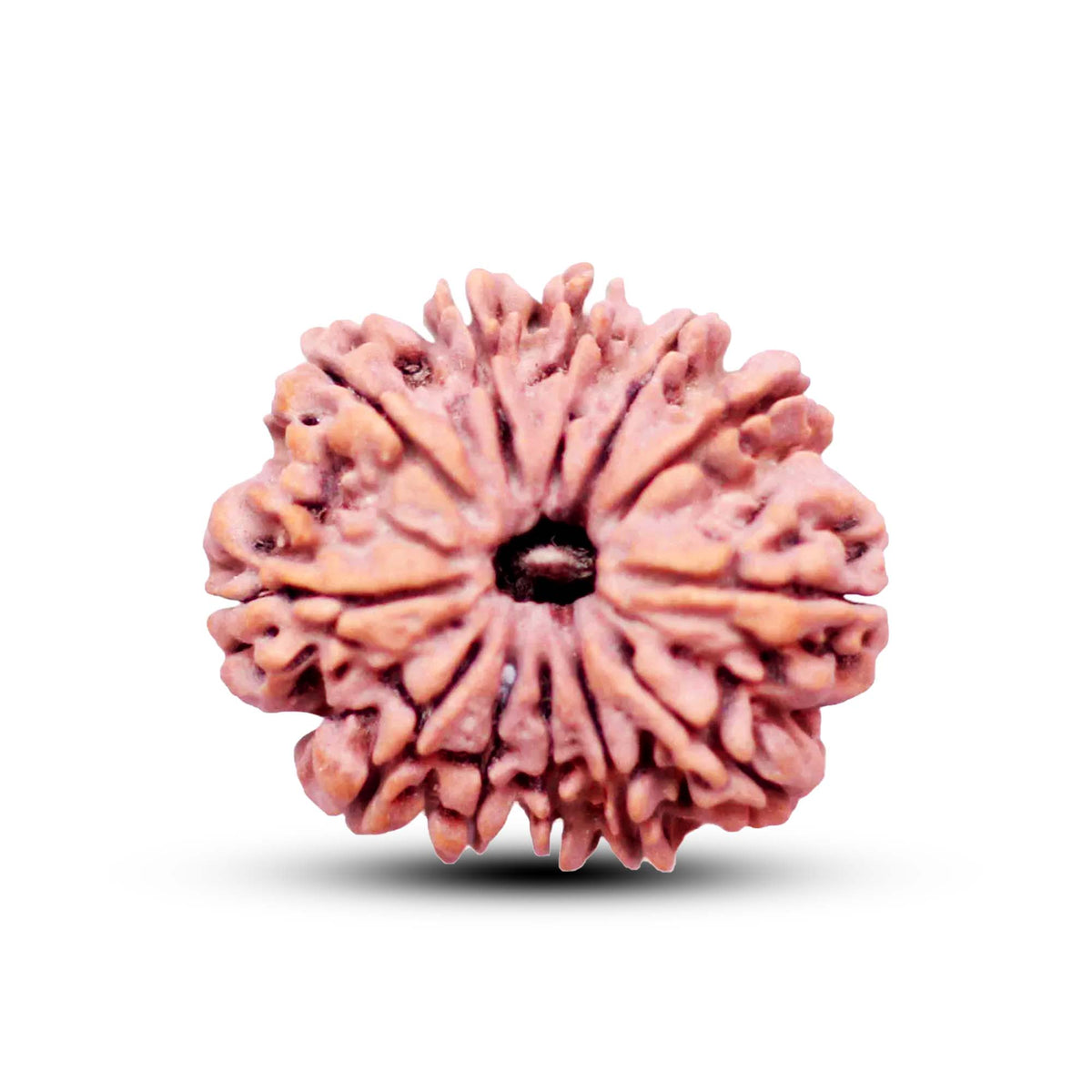 12 Mukhi Rudraksha (Nepali) - Collector