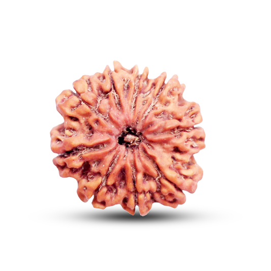 9 Mukhi Rudraksha (Nepali) - Collector