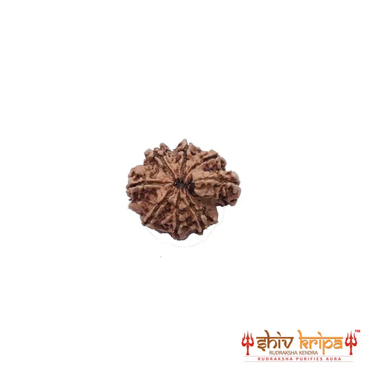 8 Mukhi Ganesha Rudraksha (Nepali)