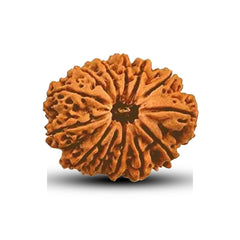 13 Mukhi Rudraksha (Nepali) - Super Collector