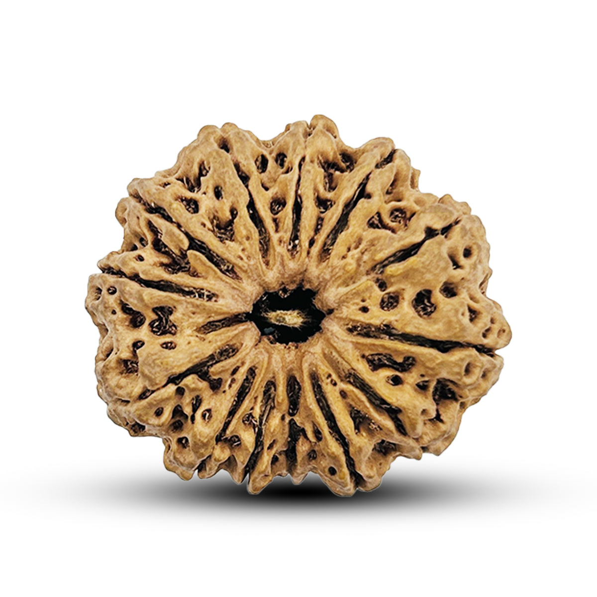 13 Mukhi Nepali Rudraksha