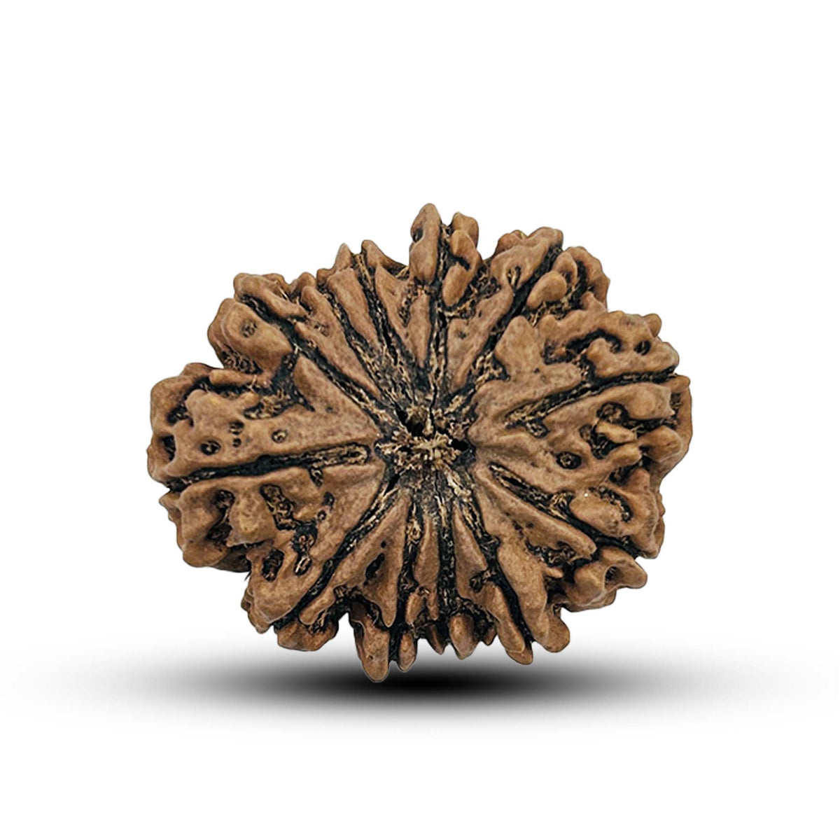 12 Mukhi Nepali Rudraksha 1