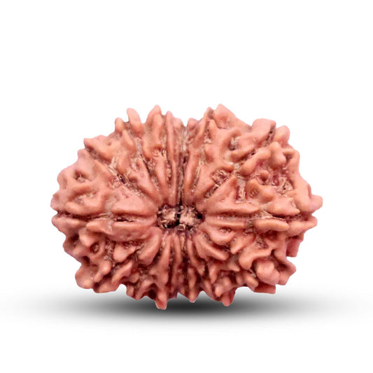 14 Mukhi Rudraksha (Nepali) - Medium