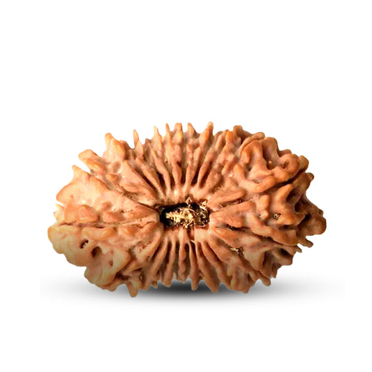 20 Mukhi Rudraksha (Nepali) - Collector