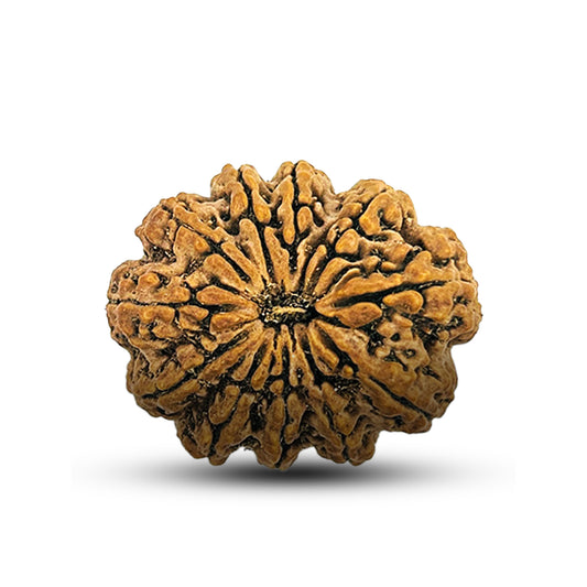 11 Mukhi Rudraksha (Nepali) - Super Collector