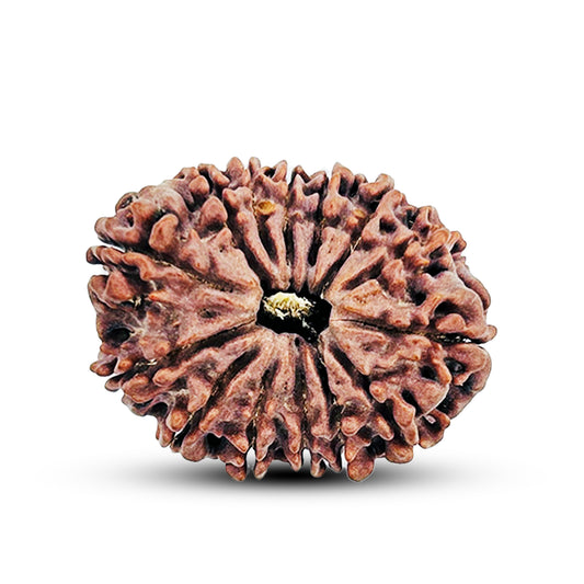 14 Mukhi Rudraksha (Nepali) - Collector