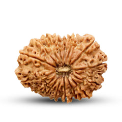 16 Mukhi Rudraksha (Nepali) - Collector