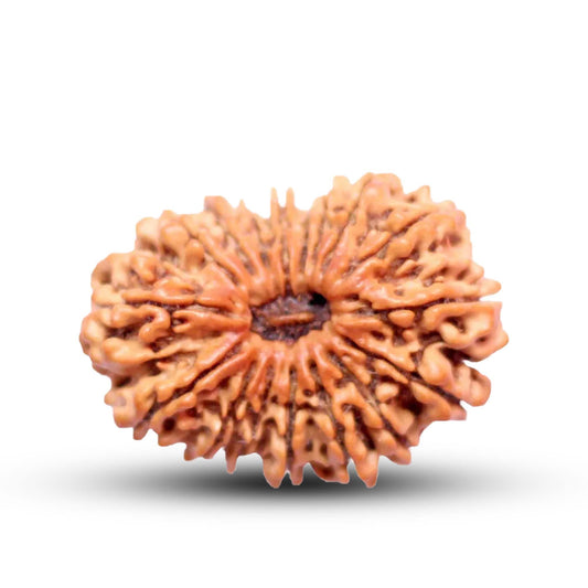 17 Mukhi Rudraksha (Nepali) - Collector