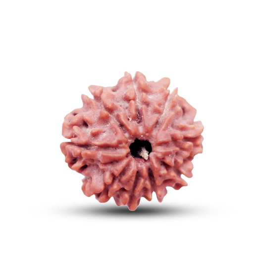 9 Mukhi Rudraksha (Nepali) - Regular