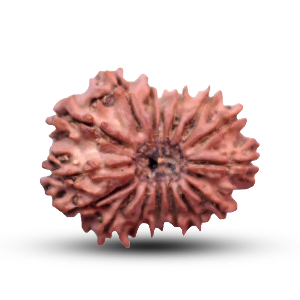 16 Mukhi Rudraksha (Nepali) - Medium