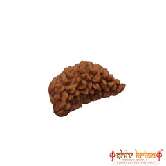 1 Mukhi Rudraksha (South Indian)- Collector