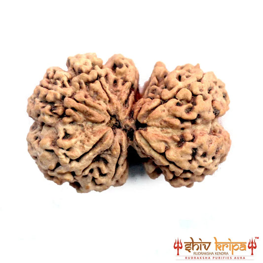 Gaurishankar Rudraksha (Nepali)