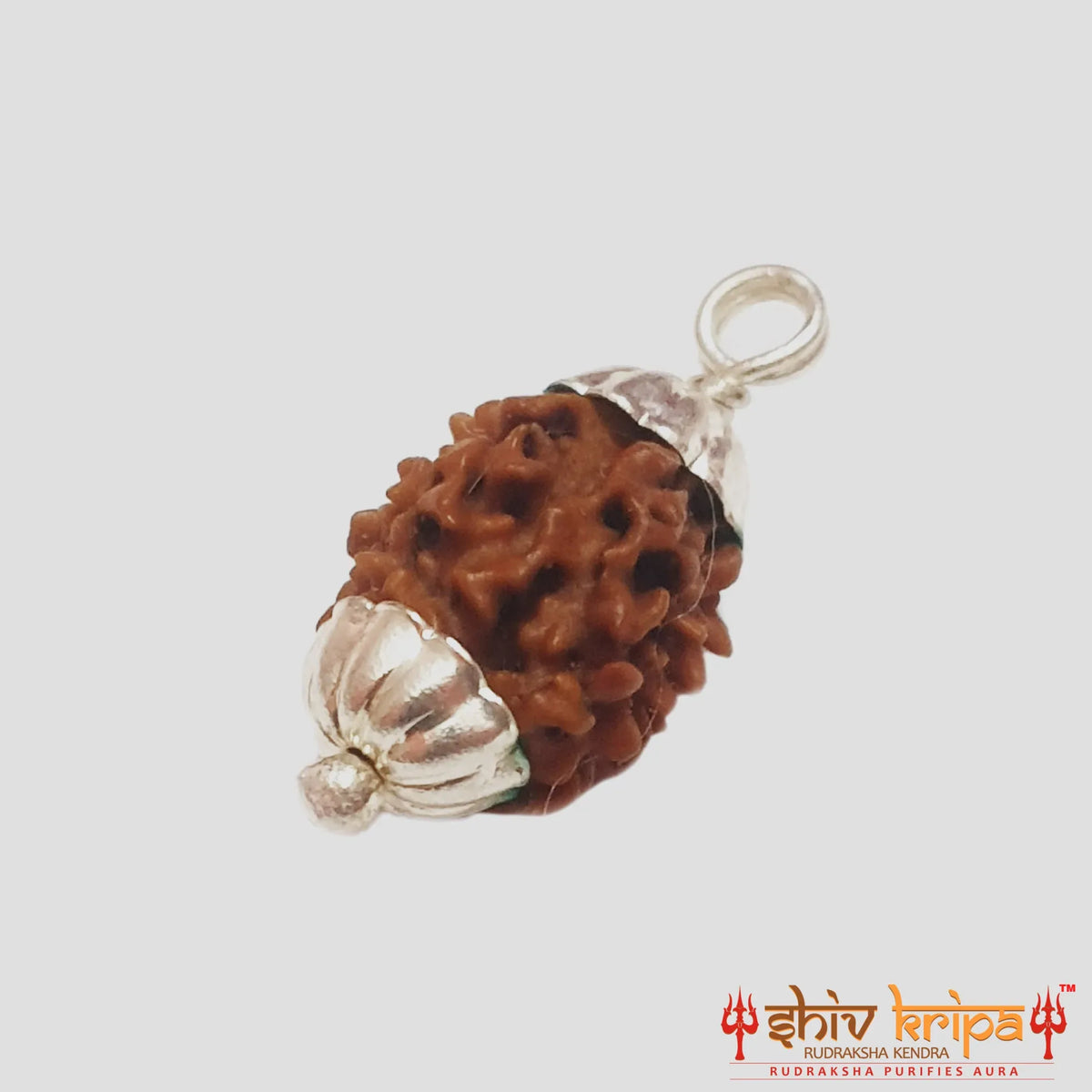 2 Mukhi Rudraksha Himalayan