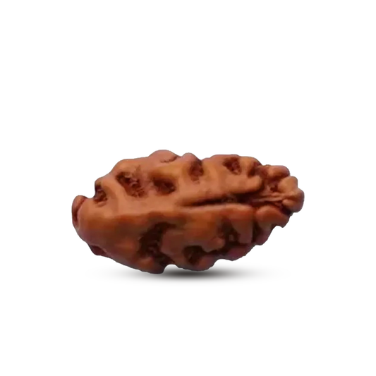 1 Mukhi Rudraksha (Indonesian)