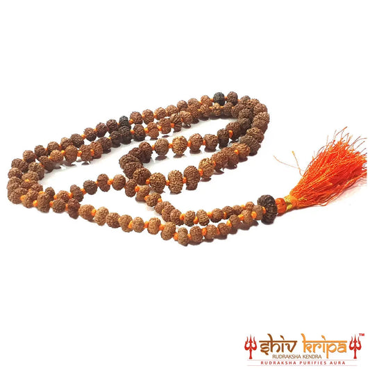 14 Mukhi Rudraksha Mala