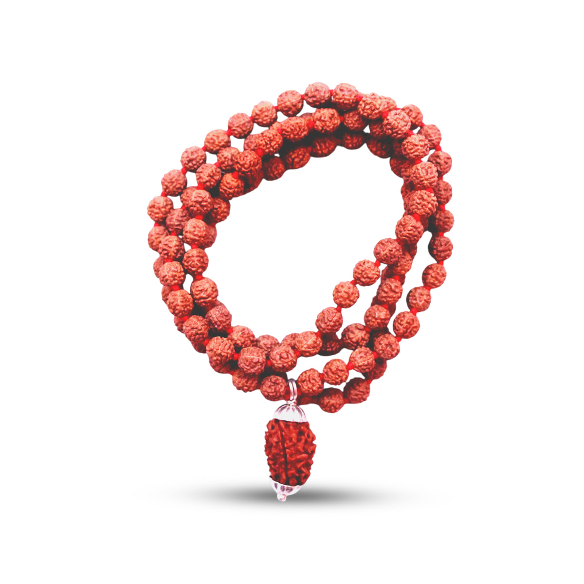 2 Mukhi Rudraksha With 5 Mukhi Rudraksha Mala