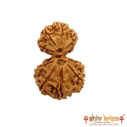 Garbh Gauri (Nepali) - Medium