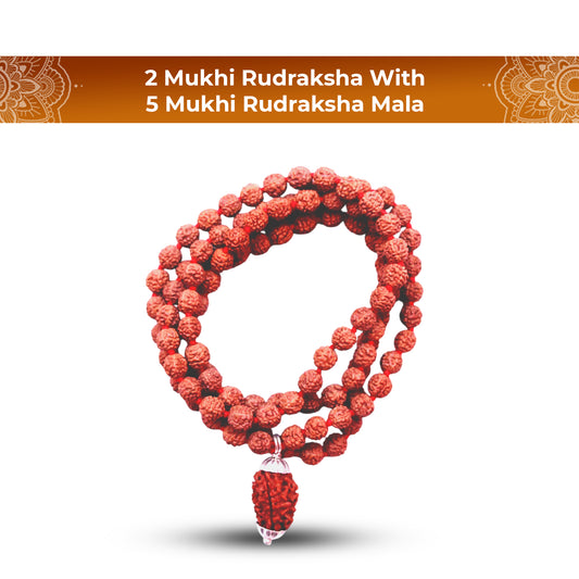 2 Mukhi Rudraksha With 5 Mukhi Rudraksha Mala