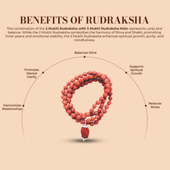 2 Mukhi Rudraksha With 5 Mukhi Rudraksha Mala