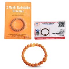 2 Mukhi Rudraksha Bracelet