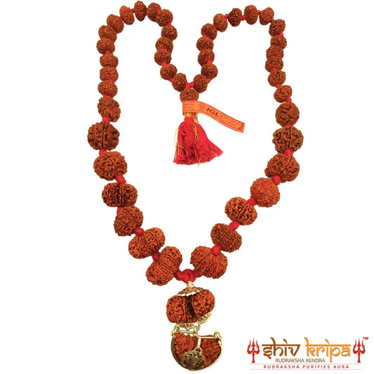 Sarv Sidh 1-14 Mukhi Rudraksha Mala