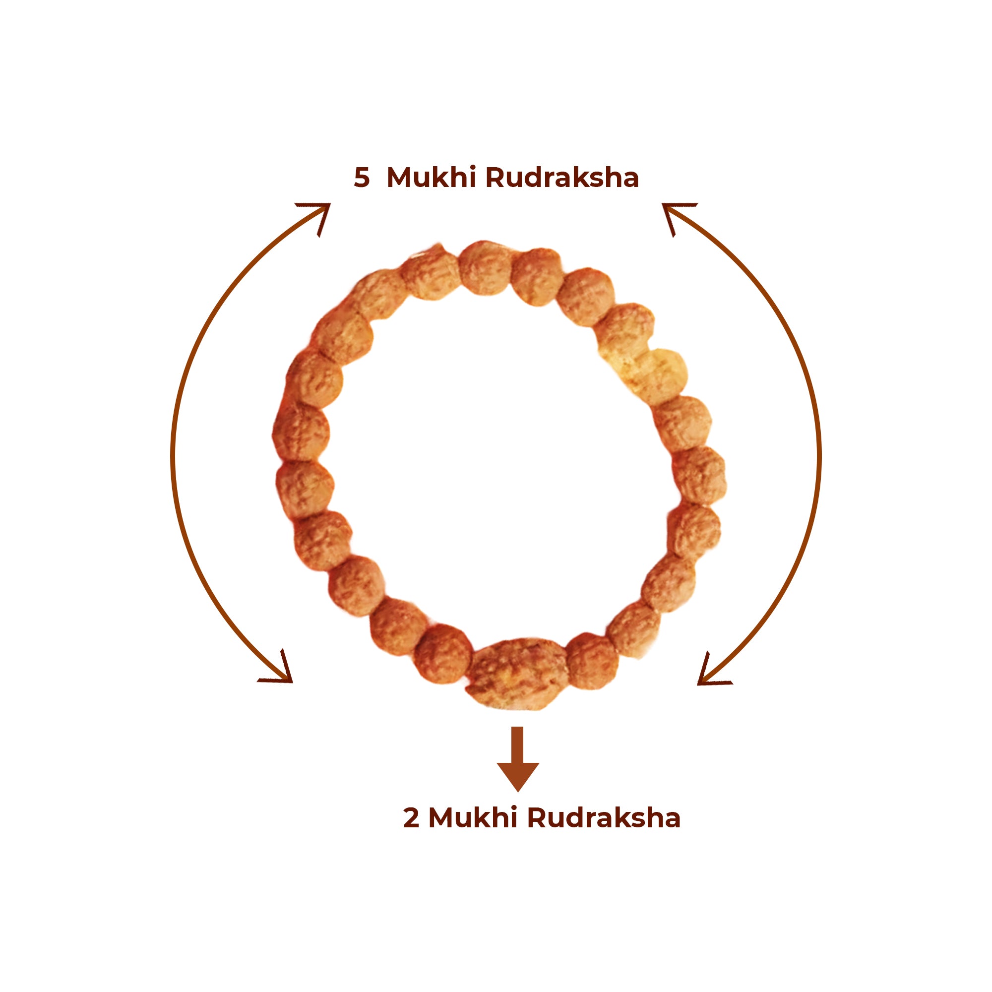 2 Mukhi Rudraksha Bracelet