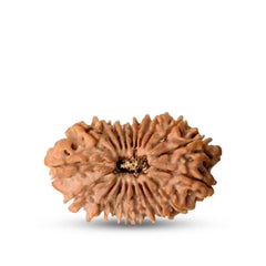 20 Mukhi Rudraksha (Nepali) - Medium