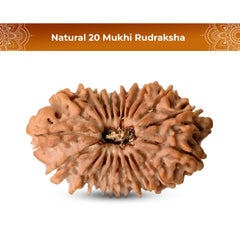 20 Mukhi Rudraksha (Nepali) - Medium