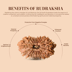 20 Mukhi Rudraksha (Nepali) - Medium