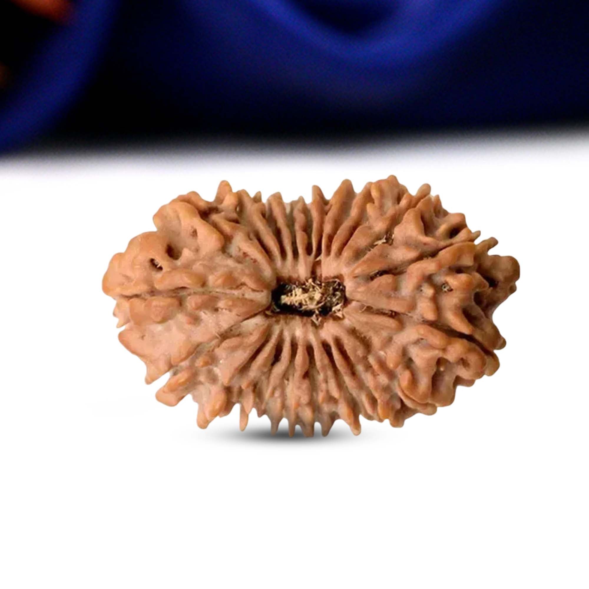 20 Mukhi Rudraksha (Nepali) - Regular