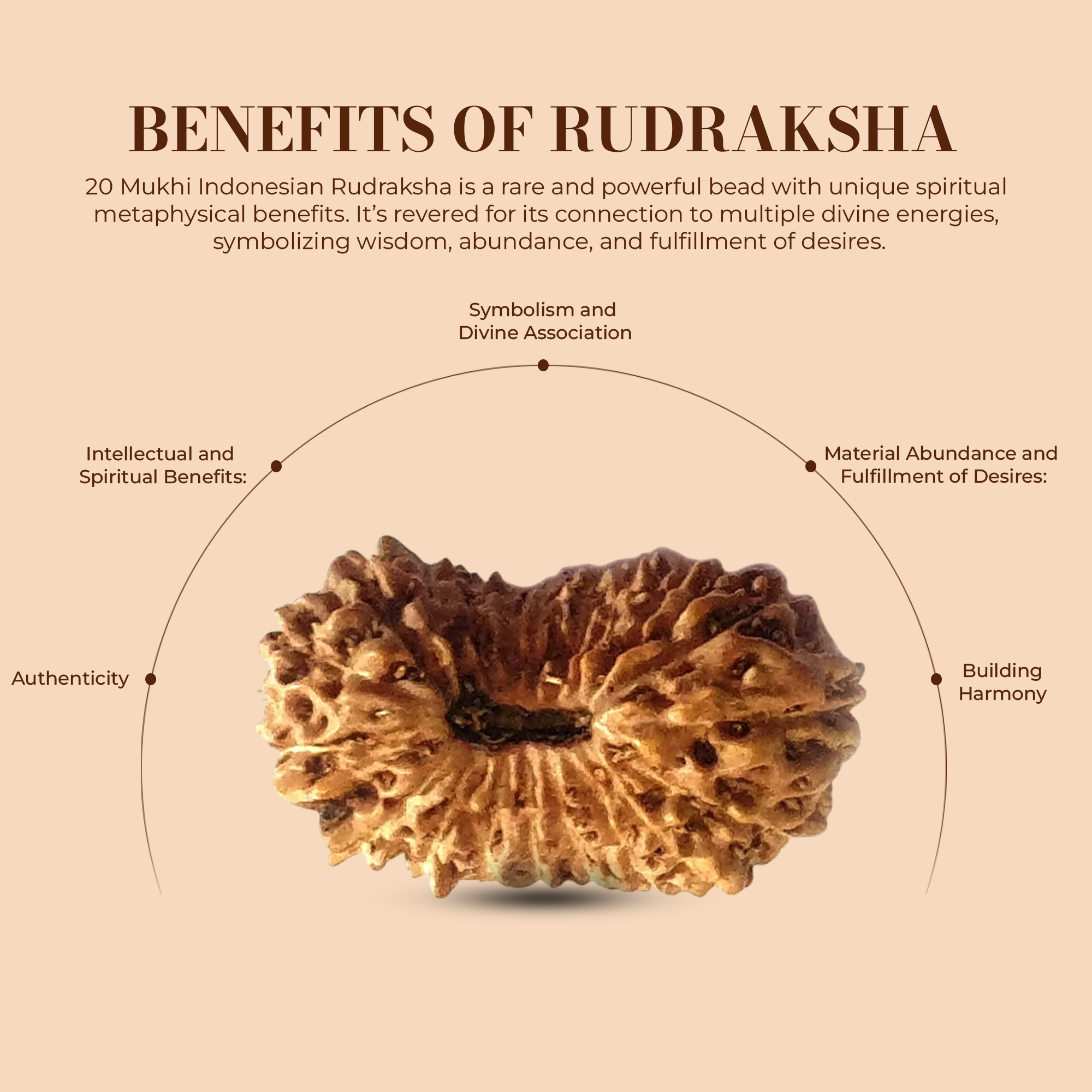 20 Mukhi Rudraksha (Indonesian)