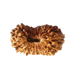 20 Mukhi Rudraksha (Indonesian)