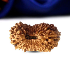 20 Mukhi Rudraksha (Indonesian)