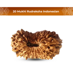 20 Mukhi Rudraksha (Indonesian)