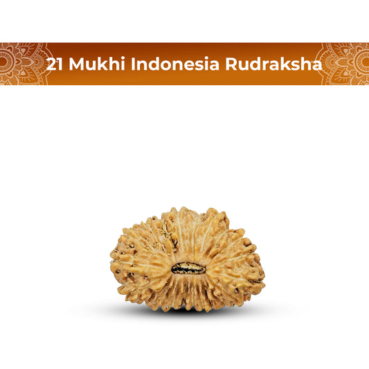 21 Mukhi Rudraksha (Indonesian)