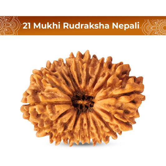 21 Mukhi Rudraksha (Nepali) - Regular