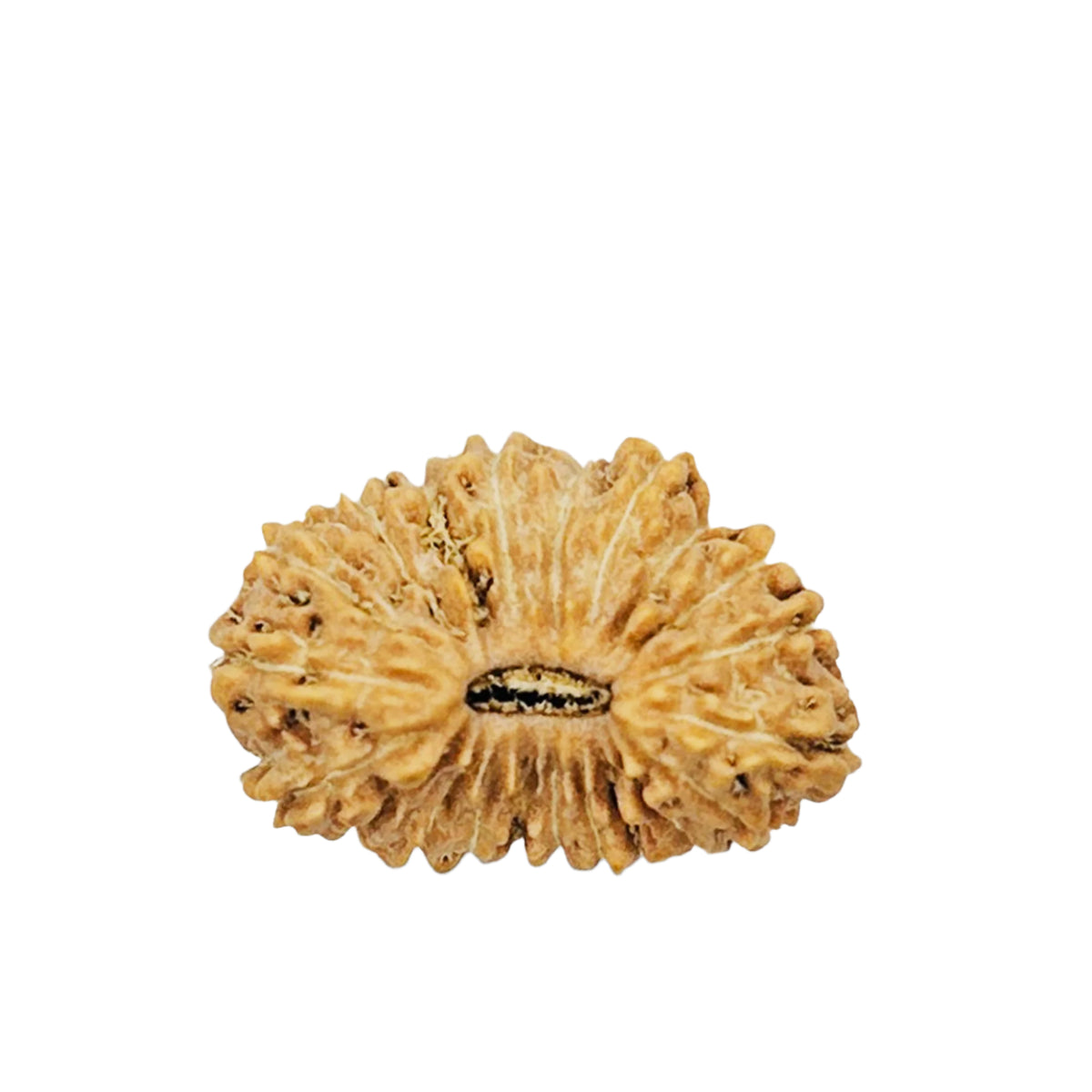 21 Mukhi Rudraksha (Indonesian)