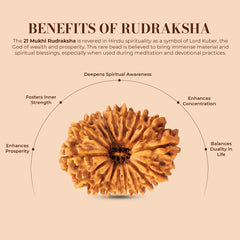 21 Mukhi Rudraksha (Nepali) - Medium