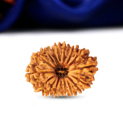 21 Mukhi Rudraksha (Nepali) - Regular