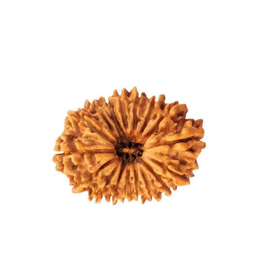 21 Mukhi Rudraksha (Nepali) - Regular