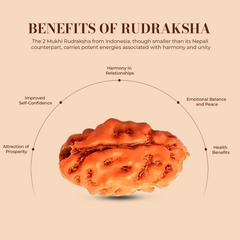 2 Mukhi Rudraksha (Indonesian)