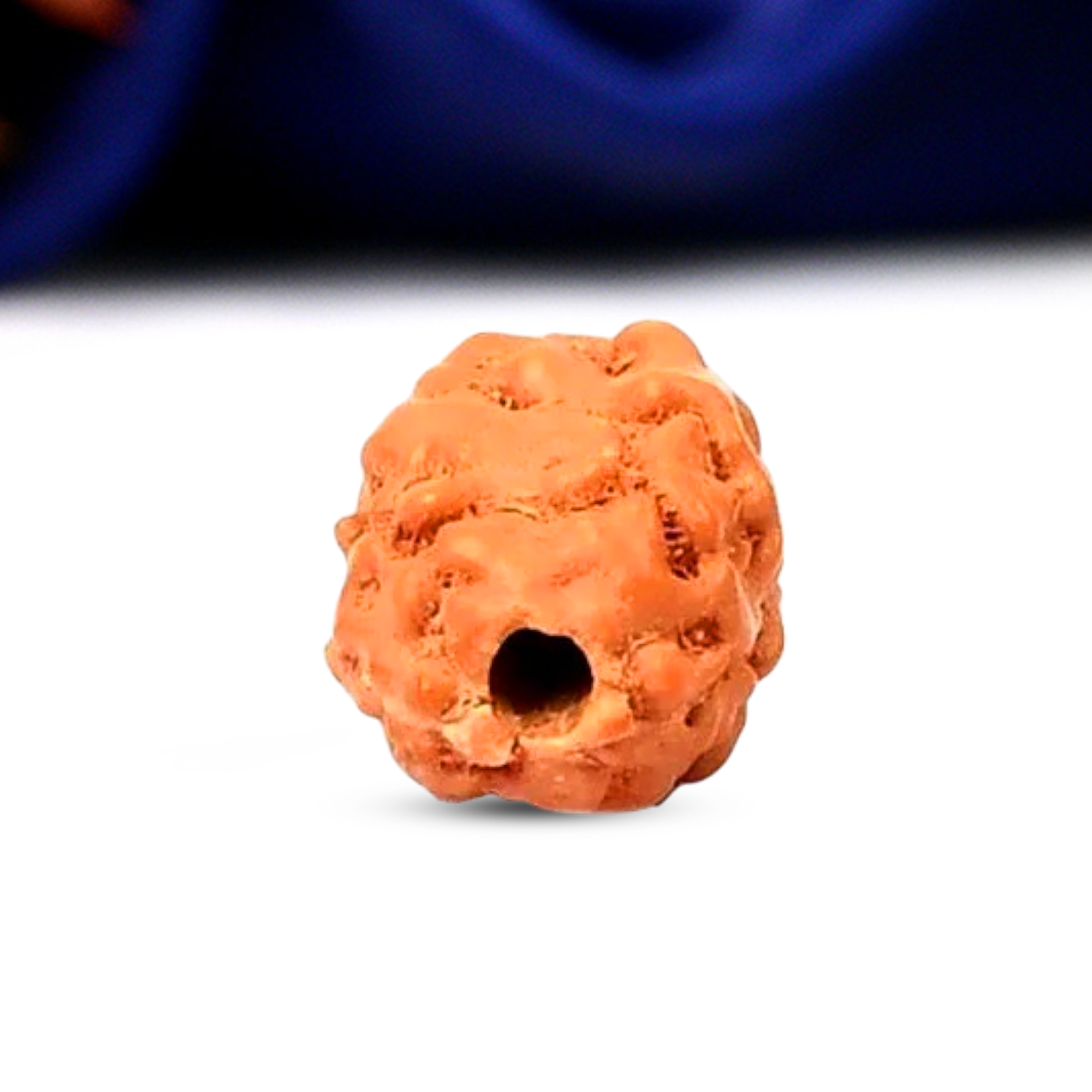 2 Mukhi Rudraksha (Indonesian)