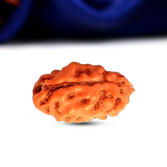 2 Mukhi Rudraksha (Indonesian)